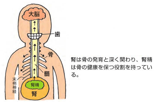 腎と骨