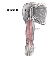 肩を前から見た図